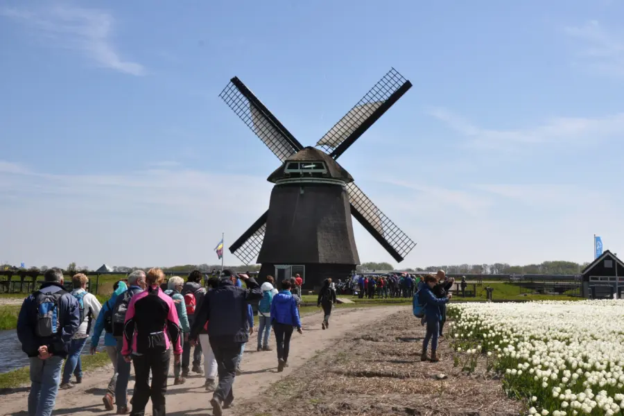 Noord holland bloeiende zijpemonique alberts 28148 29