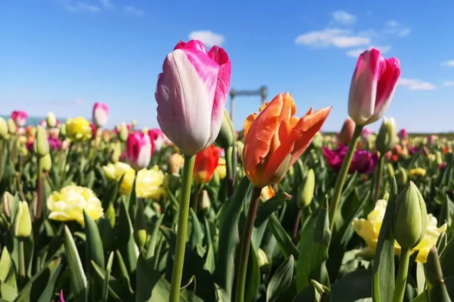 Tulpen in bloei