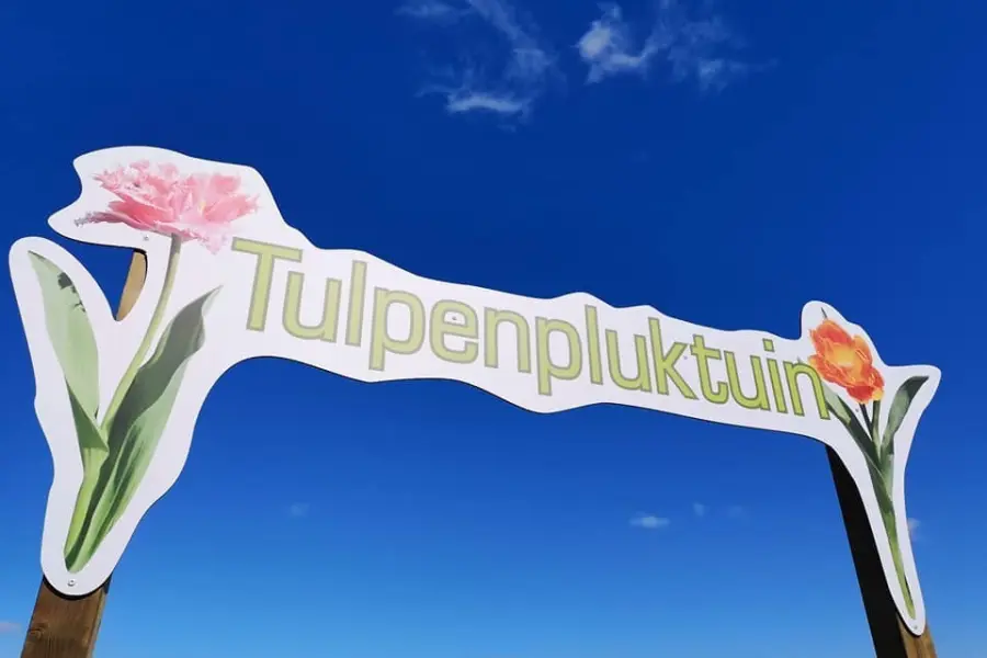 Pluktuin