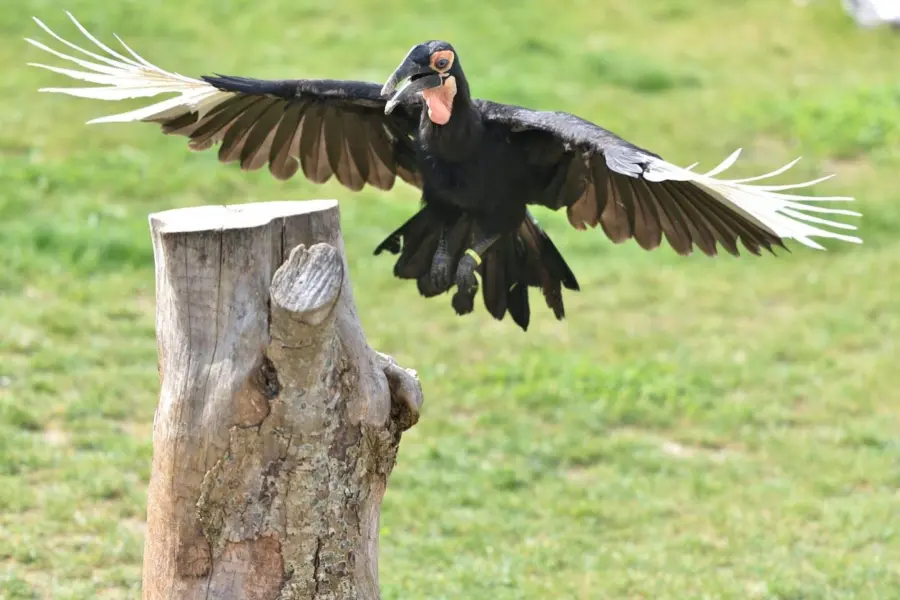 56395196_2340349435995680_4263652307192774656_o