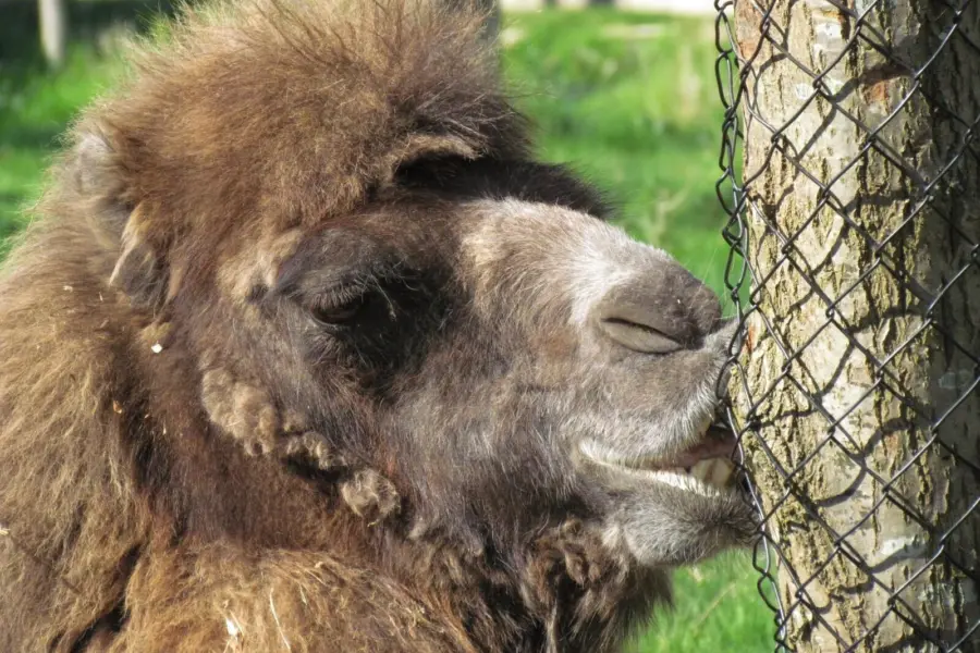 56744563 2350678808296076 7267971871931367424 o