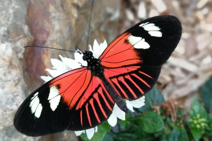 heliconius melpomene