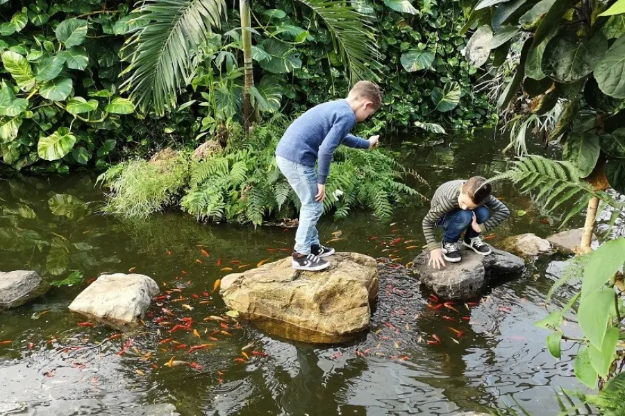 Stapstenen in de vijver van Vlindertuin Vlindorado