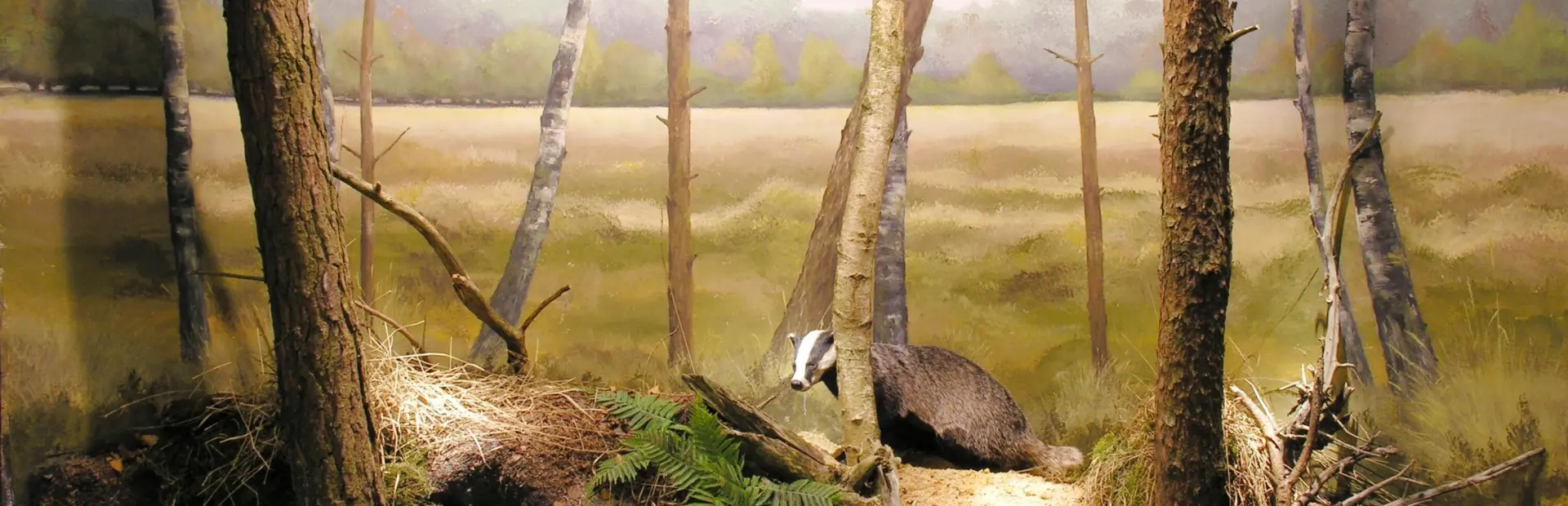 Overijssel - Natuurmuseum Holterberg dassen