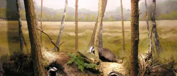 Overijssel - Natuurmuseum Holterberg dassen