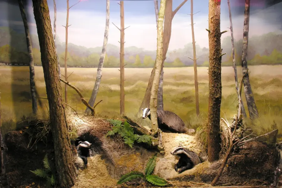 Overijssel natuurmuseum holterberg dassen