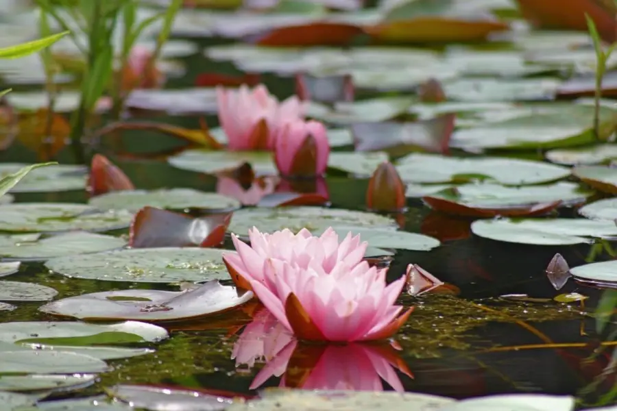 Uitje overijssel vijvertuinen ada hofman waterlelie