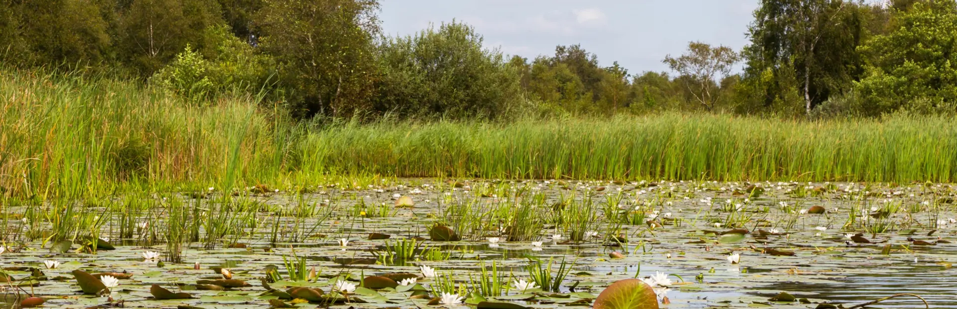 Vijver Weerribben-Wieden gebied Giethoorn - deposit