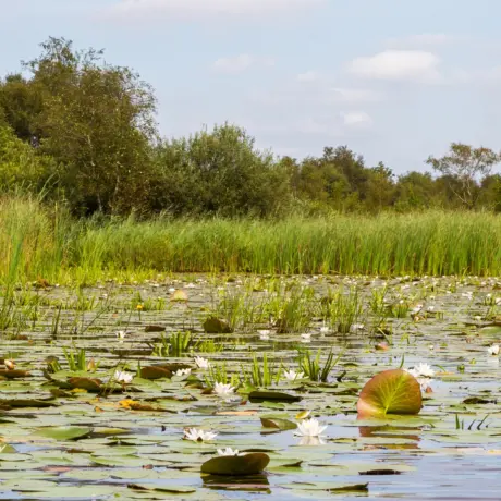 Vijver Weerribben-Wieden gebied Giethoorn - deposit