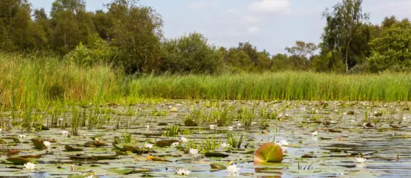 Vijver Weerribben-Wieden gebied Giethoorn - deposit