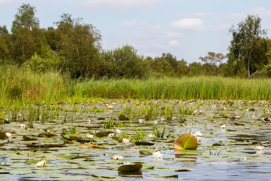 Vijver Weerribben-Wieden gebied Giethoorn - deposit