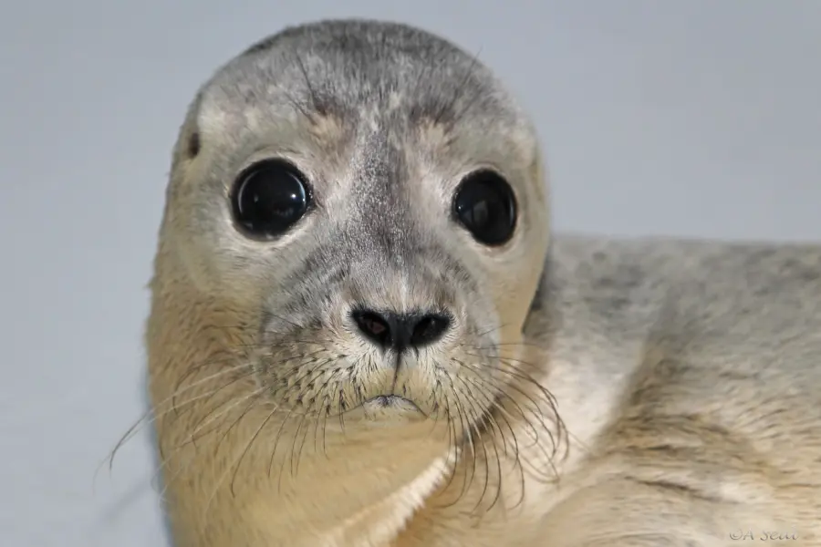 A Seal