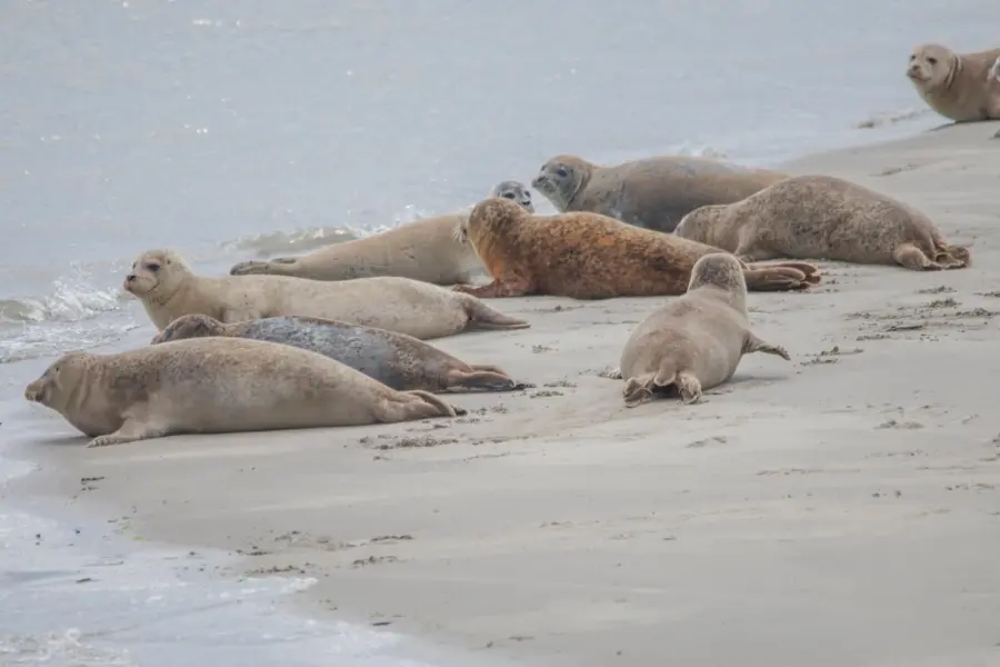 Rondvaart Vlissingen - Zeehonden tijdens Zeehondensafari