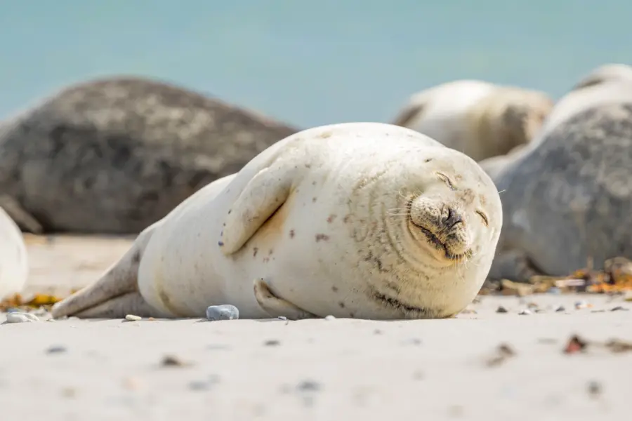 Zeehonden rondvaartboot uitje