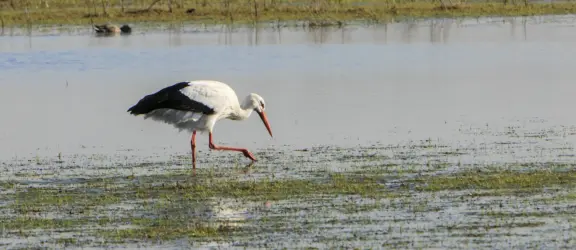 Zwin - Ooiervaar -Depositphoto