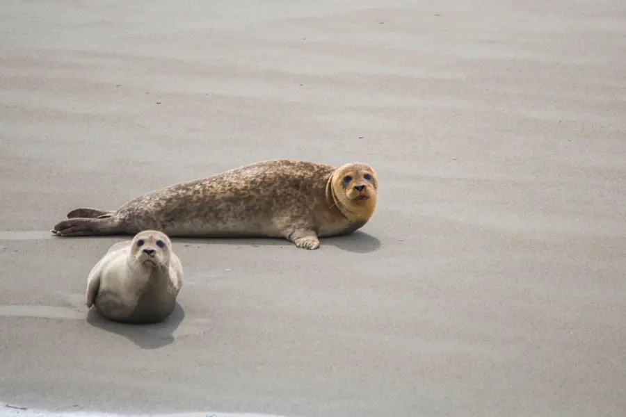 Rondvaart Vlissingen - Zeehondensafari