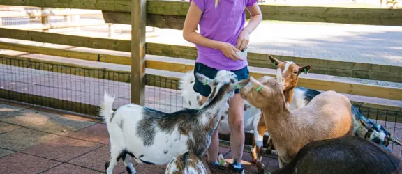 818 A2508 Geitjes voeren klein