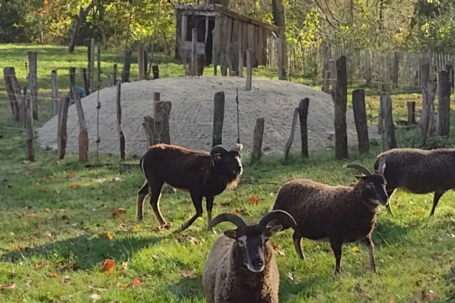 Ziege und Grabhügel