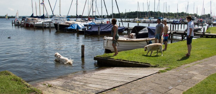 Hond in het water Kuilart