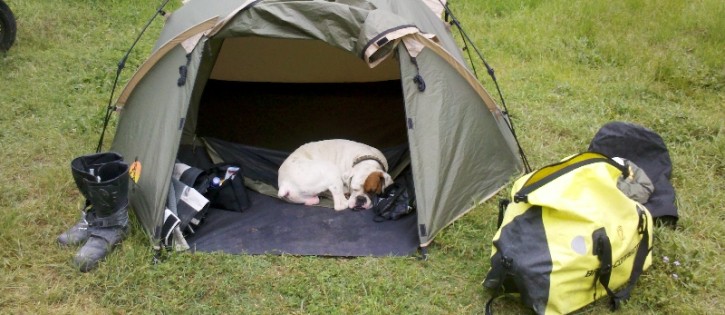Honden - Diana Heide - Hond in tent