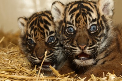 Burgers´Zoo