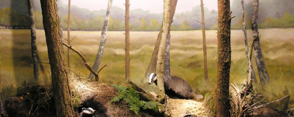 Naturmuseum Holterberg