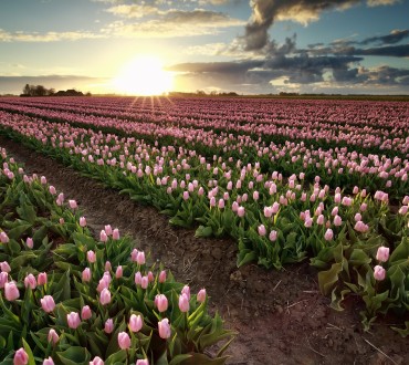 Hemelvaart / Pinksteren
