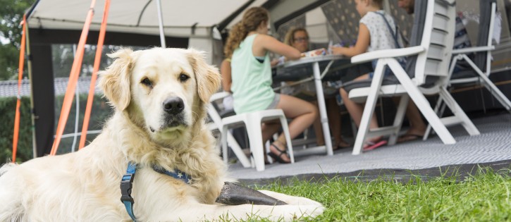 Honden - Noetselerberg - golden voor tent