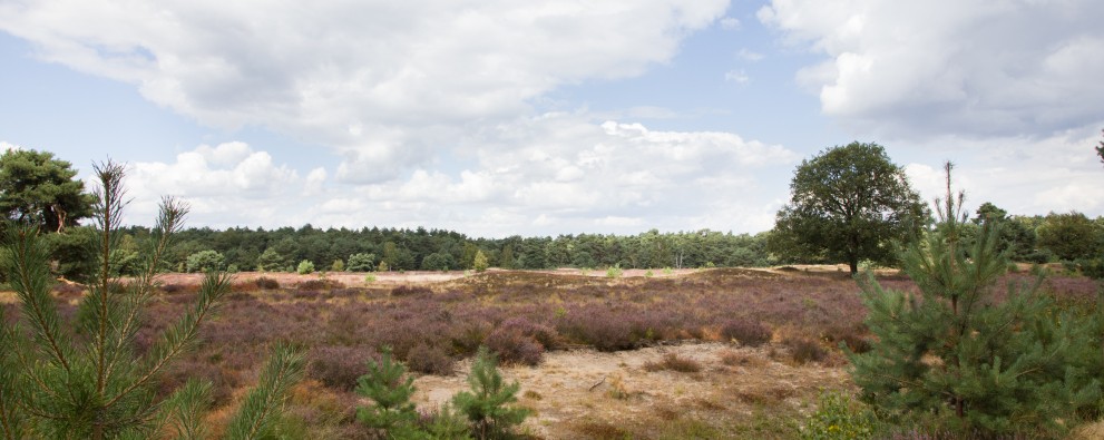 Natuurpoort de Heksenboom