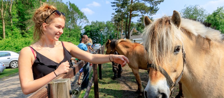 Paarden 2018 (5).jpg