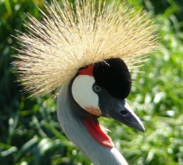 kroonkraanvogel kop 2.jpg