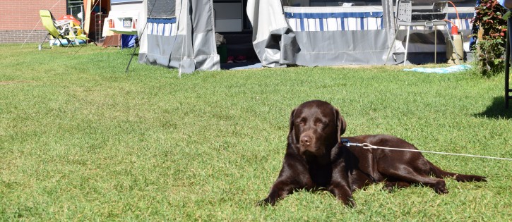 Honden - Scheldeoord - Hond kampeerplaats