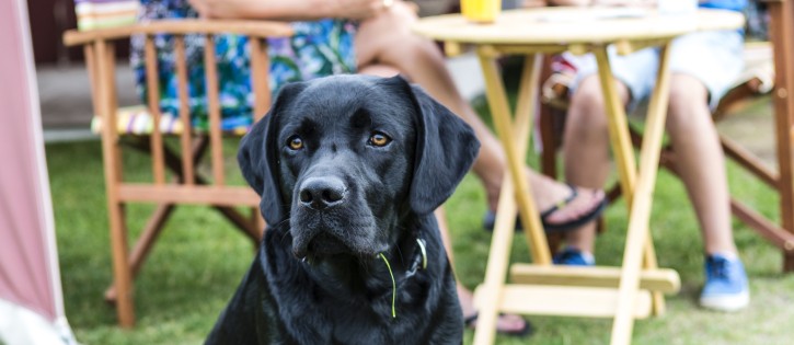 Honden - Zeeuwse Kust - hond voor tent