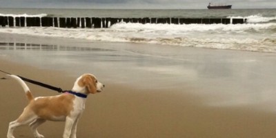 Lekker met je hond wandelen aan het strand.jpg