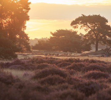 Nationaalpark De Hoge Veluwe _08 Augustus Jurjen Drenth.jpg