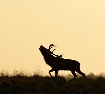 Nationaalpark De Hoge Veluwe _Burlend hert met tegenlicht Piet van Merrebach.jpg