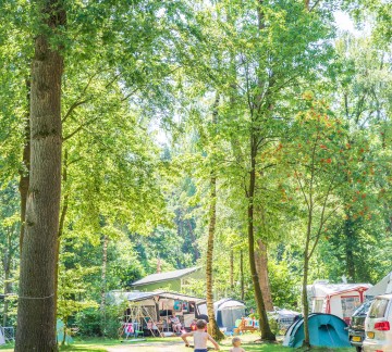 Camping Jutberg in het bos
