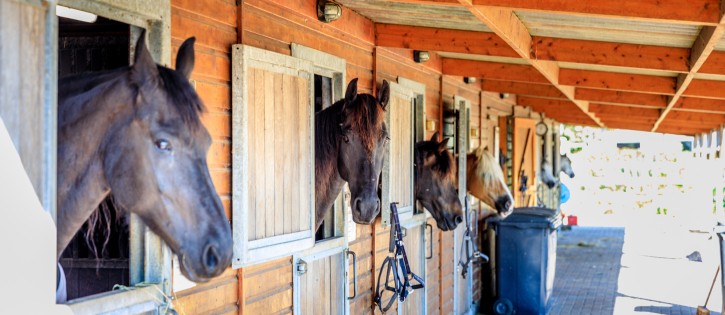 Paarden in de stal