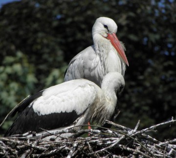 Das Naturgebiet Het Zwin