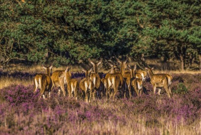 Camping in der Natur: Die Veluwe