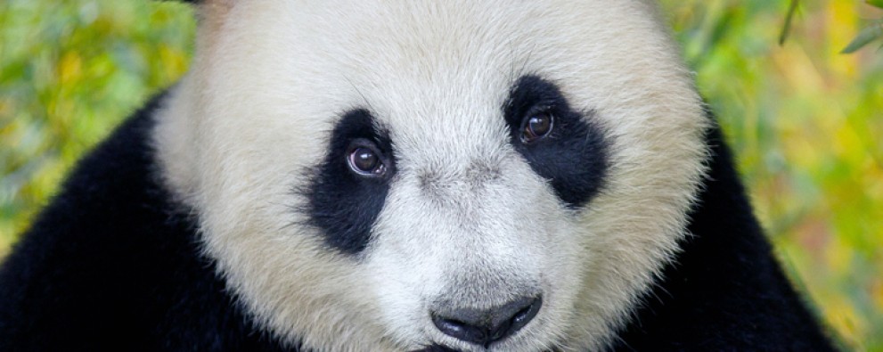Ouwehands Zoo