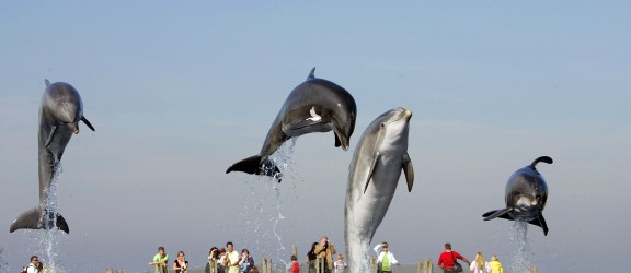 Dolfinarium