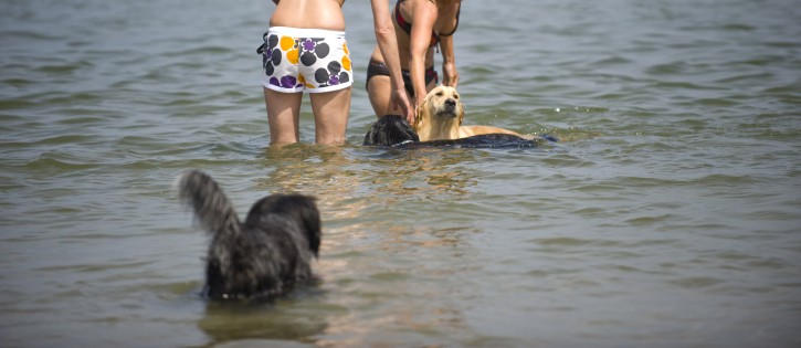 Honden - Zeeuwse Kust - hond in zee