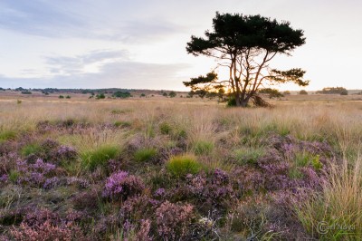 Urlaub in der Veluwe