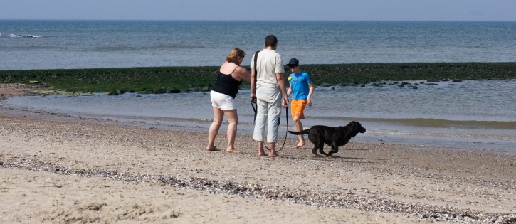 Honden - Sint Maartenszee - hond op strand