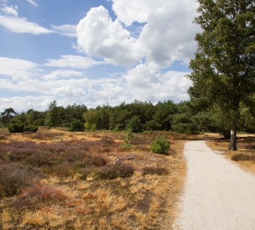 Heide 4.jpg