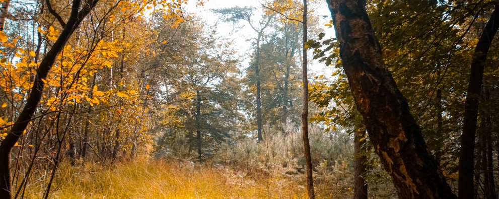 HERFST-30.jpg