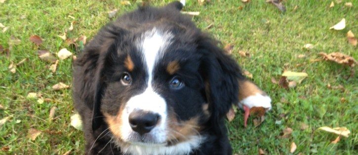 Honden - SA - Prive Boy