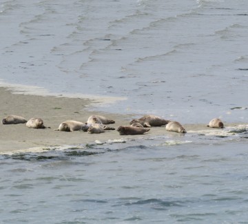 Frisia Rondvaarten 5