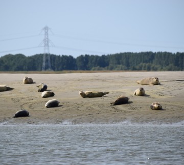 Zeeland uitje - Scheldesafari 1.jpg
